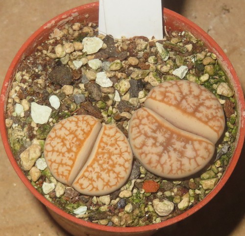 Lithops gracilidelineata cv - 2x,